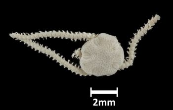 Media type: image;   Invertebrate Zoology OPH-3893 Description: Top down view of single ophiuroid specimen with a scale bar.;  Aspect: dorsal